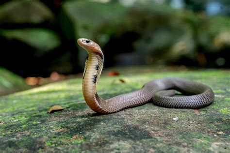 香港蛇|所有蛇類 — HongKongSnakeID.com